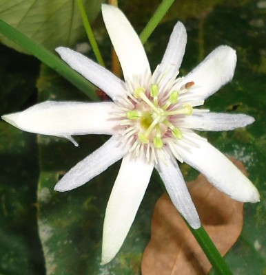 4. Passiflora von Ecuador, DSC03830 - copia.JPG