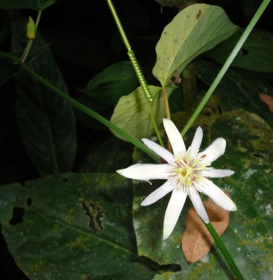 4. Passiflora von Ecuador, DSC03830.JPG