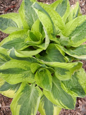 Hosta Brim Cup.JPG