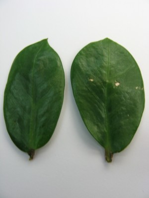 Zamioculcas zamiifolia - 8 März 2012.jpg