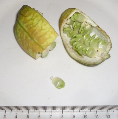 5. Passiflora von Ecuador, Passiflora pittieri vielleicht, DSC04351.JPG