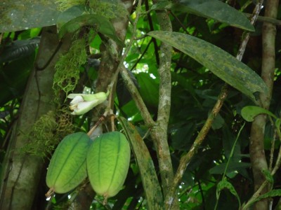 5. Passiflora von Ecuador, Passiflora pittieri vielleicht, DSC04308.JPG