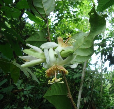 5. Passiflora von Ecuador, Passiflora pittieri vielleicht, DSC04285.JPG