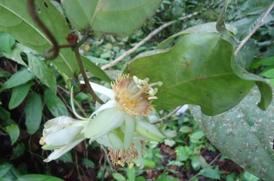 5. Passiflora von Ecuador, Passiflora pittieri vielleicht, DSC04283.JPG