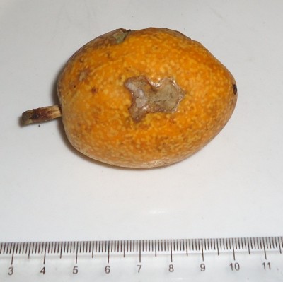 6. Passiflora von Ecuador, Passiflora alata vielleicht, DSC04353.JPG