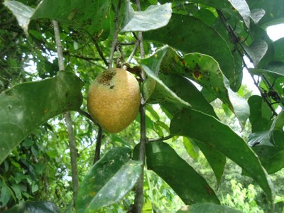 6. Passiflora von Ecuador, Passiflora alata vielleicht, DSC04291.JPG