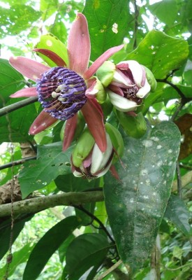 6. Passiflora von Ecuador, Passiflora alata vielleicht, DSC04287 - copia (2).JPG