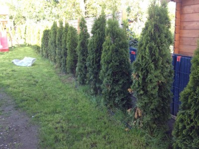 Thuja4.jpg