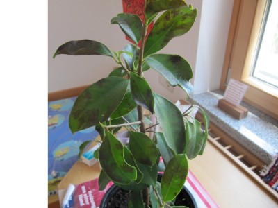 Ficus ginseng.JPG