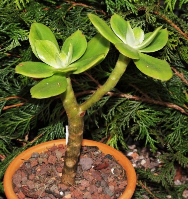 Echeveria montana (3a).jpg
