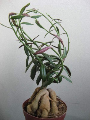 Monadenium rubellum.jpg