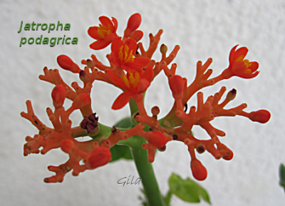 gila_jatropha_podagrica02.png