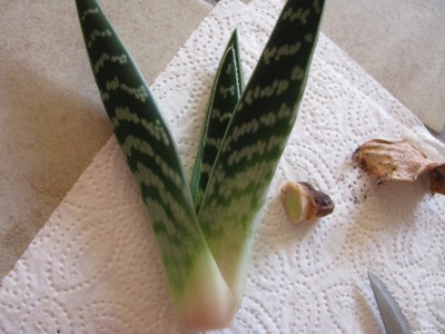 Aloe 5.jpg