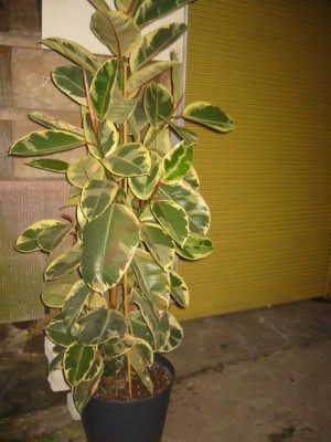 Ficus Tehneke.JPG