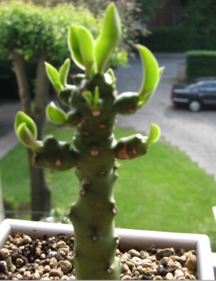 Euphorbia nivulia (7.0) vom 01.06.2012.jpg