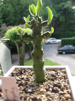 Euphorbia nivulia (6.0) vom 01.06.2012.jpg