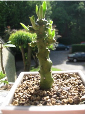 Euphorbia nivulia (5.0) vom 01.06.2012.jpg