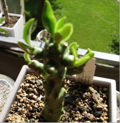 Euphorbia nivulia (4.0) vom 01.06.2012.jpg