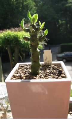 Euphorbia nivulia (3.0) vom 01.06.2012.jpg
