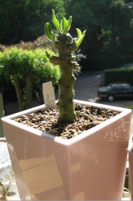 Euphorbia nivulia (2.0) vom 01.06.2012.jpg