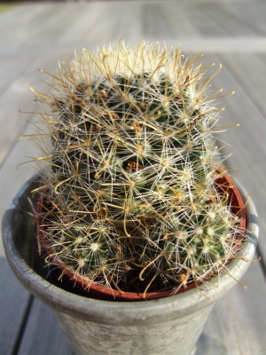Kaktus5b.JPG