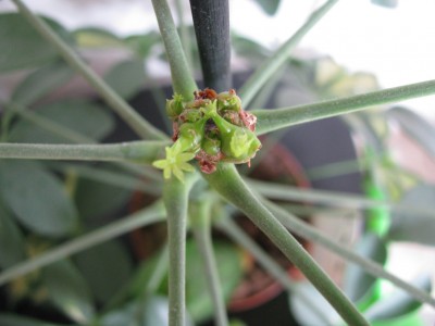 Schefflera Austriebe.jpg