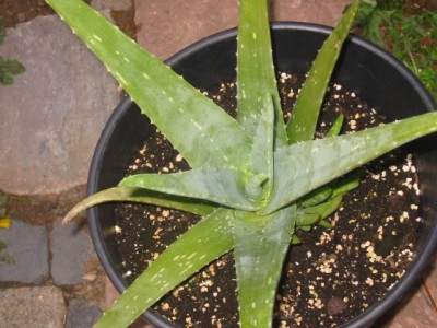 Aloe aus Maddera.JPG