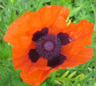 Mohn4.jpg