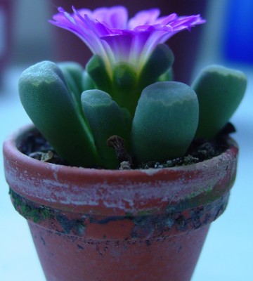 Frithia pulchra.jpg