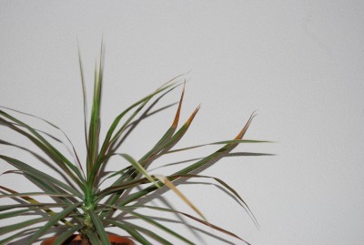 Dracaena2 (K).jpg