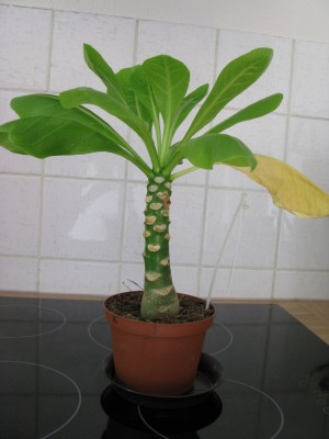 Brighamia insignis.jpg