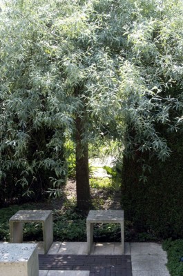 Garten-Pflanzen-Birne-Olive.jpg