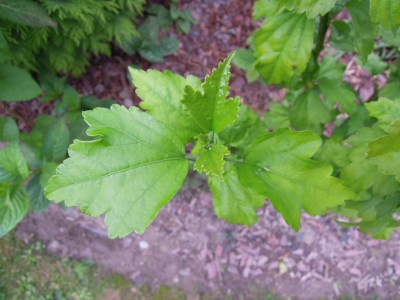 Magnolien_Hibiskus 002.JPG