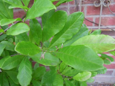 Magnolien_Hibiskus 001.JPG