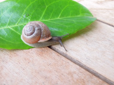 schnecke 023.JPG