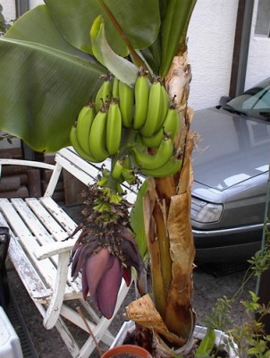 Bananen 2003.jpg