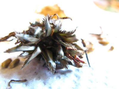 Centaurea montana 2.jpg
