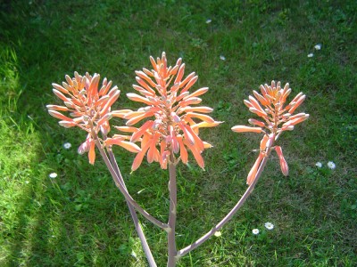Aloe saponaria (3).jpg
