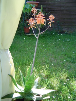 Aloe saponaria (4).jpg