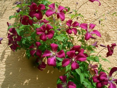 Clematis 1.JPG