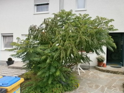 Essigbaum 1.JPG