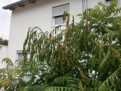 Essigbaum 2.JPG