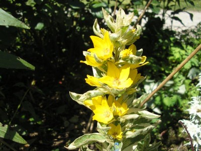 lysimachia.JPG