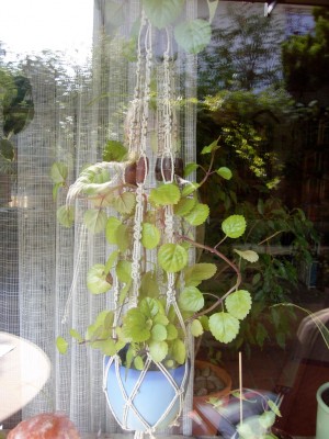 Harfenstrauch1 plectranthus verticillatus.JPG