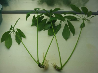 Schefflera arboricola Stecklinge.jpg