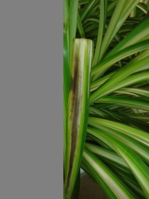gruenlilie01.jpg