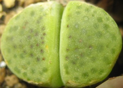 lebende Steine Lithops 031.jpg