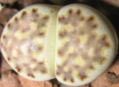 lebende Steine Lithops 028.jpg