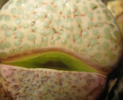 lebende Steine Lithops 027.jpg