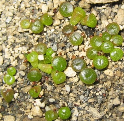 lebende Steine Lithops 026.jpg